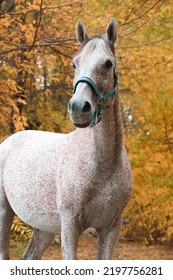 Arabian Race Horse Portrait In Autumn Forest