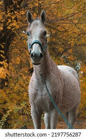 Arabian Race Horse Portrait In Autumn Forest