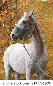 Arabian Race Horse Portrait In Autumn Forest