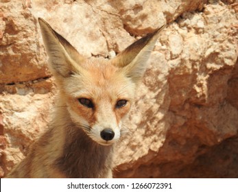 Arabian Red Fox