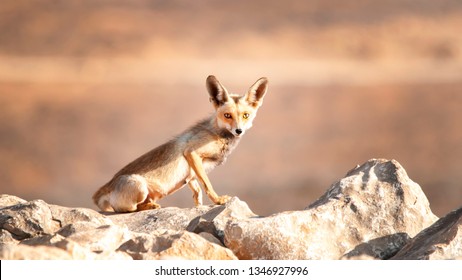 Arabian Red Fox