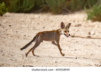 Arabian Red Fox