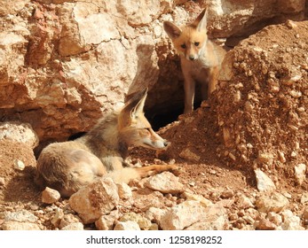 Arabian Red Fox And Her Kit By Their Burrow