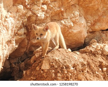 Arabian Red Fox Kit (pup)