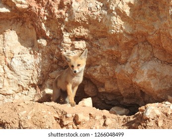 Arabian Red Fox Kit (pup) By Its Burrow