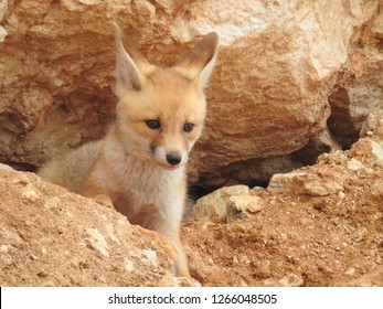 Arabian Red Fox Kit (pup) By Its Burrow