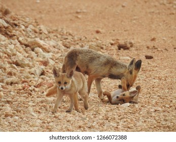 Arabian Red Fox Mother And Her Two Kits