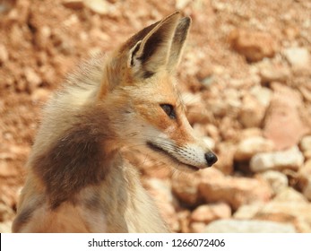 Arabian Red Fox In Profile