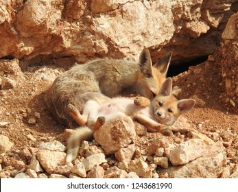 Arabian Red Foxes, Mother Fox And Her Kit