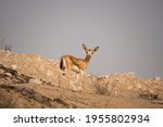 Arabian Reem Gazelle Fawn in natural habitat conservation area, Saudi Arabia  