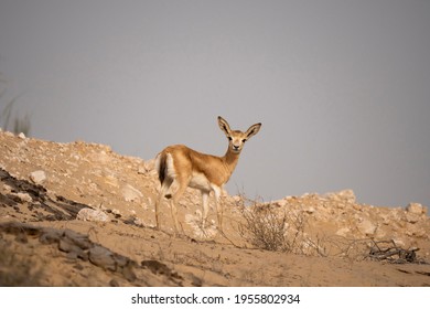 Arabian Reem Gazelle Fawn In Natural Habitat Conservation Area, Saudi Arabia  