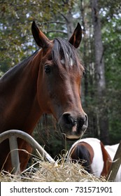 Arabian At The Round Bale Feeder