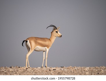 Arabian Sand Gazelle In Natural Habitat Conservation Area, Saudi Arabia  