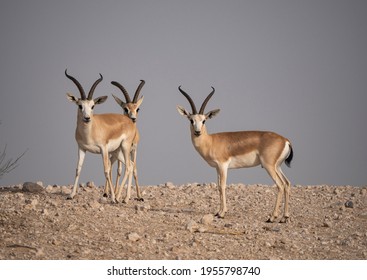 Arabian Sand Gazelle In Natural Habitat Conservation Area, Saudi Arabia  