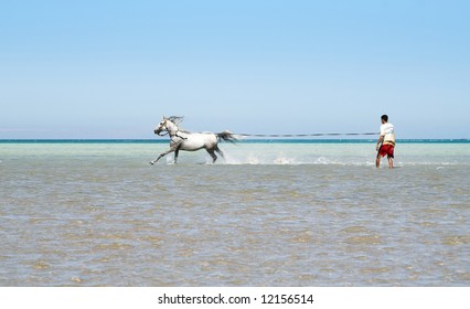 The Arabian stallion bathes in the red sea