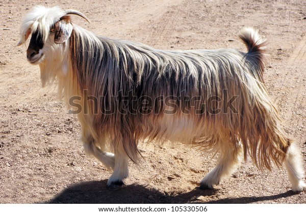 Arabian Tahr Wild Mountain Goat On Stock Photo Edit Now 105330506