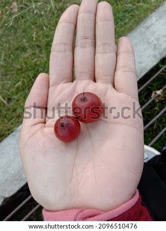 Arabic bidara fruit in the palm of a woman's hand