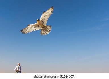 Arabic man in traditional clothing with a falcon during a falconry training in the desert. Dubai, United Arab Emirates - 19/NOV/2016