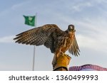 Arabic trained falcon