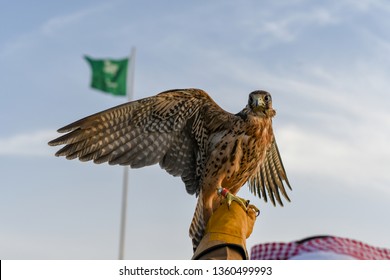 Arabic trained falcon