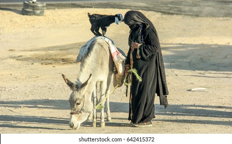 Arabic Women With Goat And Donkey On The Local Bus Station Near Hurghada.
This Bus Station Is Tourist Attraction On The Way To Luxor. Photo Taken 27.12.2012