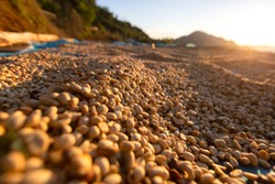 Arabica Coffee Bean After Water Process Drying By Sun Light At Yard ,Agriculture Economy Industry Business, Health Food And Lifestyle, At The North Of Thailand.