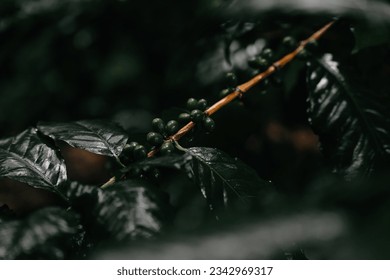 Arabica coffee beans look alike berries branch. Green coffee beans  growing on leaf tree on a rainy day in north of Thailand