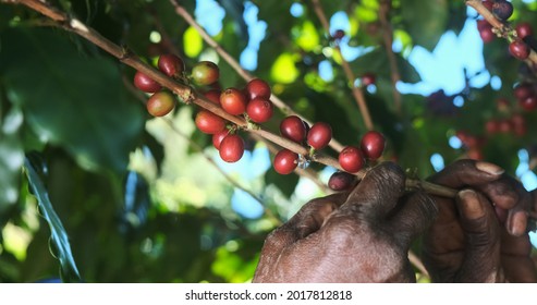 Arabica coffee being picked manually by woman agriculturist hands. Brazilian special coffee