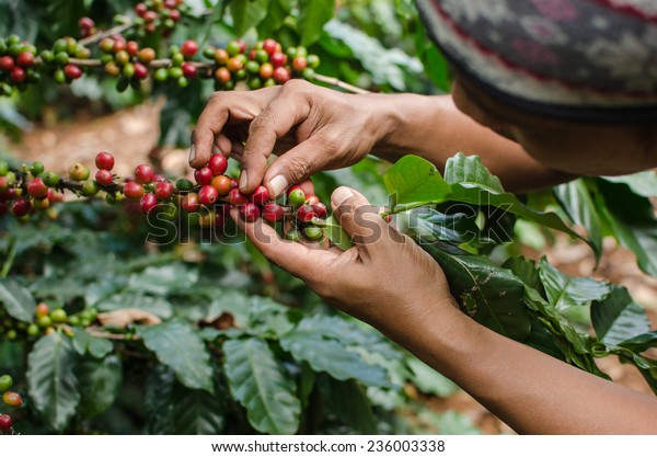 arabica coffee\
berries with agriculturist\
hands