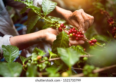 arabica coffee berries with agriculturist handsRobusta and arabica coffee berries with agriculturist hands, Gia Lai, Vietnam