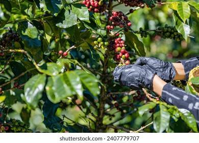 arabica coffee berries with agriculturist handsRobusta and arabica coffee berries with agriculturist hands, Cau Dat, Da Lat, Vietnam