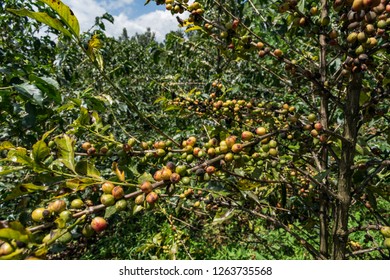 Arabica Coffee Berries On Coffee Bushes In Kenyan Coffee Farm