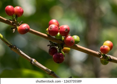 Arabica Coffee Berries On Coffee Bushes In Kenyan Coffee Farm