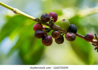 Arabica Coffee Berries On Coffee Bushes In Kenyan Coffee Farm