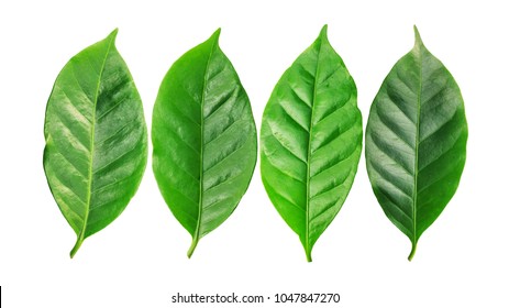 Arabica Coffee Leaf On A White Background.