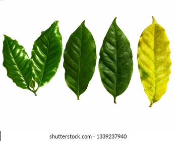 Arabica Coffee Leaf On White Background Stock Photo 1339237940 ...