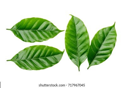 Arabica Coffee Leaf On A White Background.