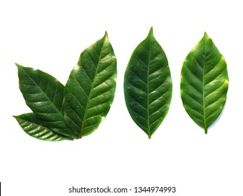 Vector Illustration Realistic Leaves Stock Vector (Royalty Free ...