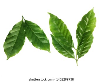 Arabica Coffee Leaves Isolated On White Stock Photo 1432299938 ...