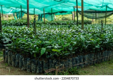 arabica coffee nursery plantation. coffee nursery in mudigere, karnataka india - Shutterstock ID 2204870733