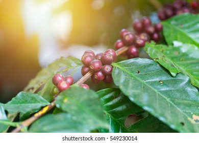 Arabica Coffee Plant In Agriculture Farm