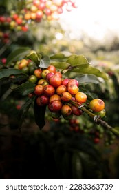 Arabica coffee plantation, coffee tree with red fruit, cherry type