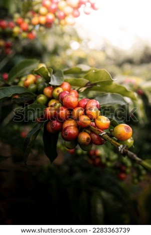 Arabica coffee plantation, coffee tree with red fruit, cherry type