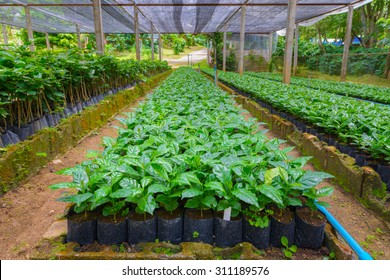 52,390 Botanical nursery Images, Stock Photos & Vectors | Shutterstock