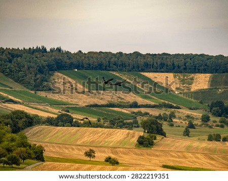 Arable farming and midsummer drought