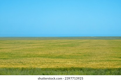Arable farming. Spring fields of grain, wheat-land in the flat steppe, field road - long journey