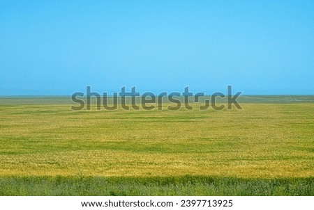Arable farming. Spring fields of grain, wheat-land in the flat steppe, field road - long journey