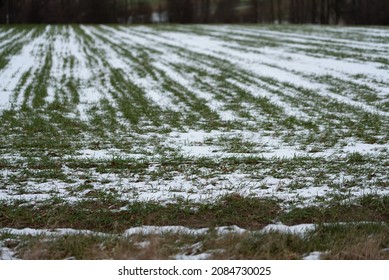 Arable champs sous une fine couche de neige. Paysage rural en hiver avec des températures glaciales. Un champ labouré, préparé pour la culture du grain.