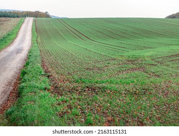 Arable Land In Springtime . Rolling Green Fields . Country Road 