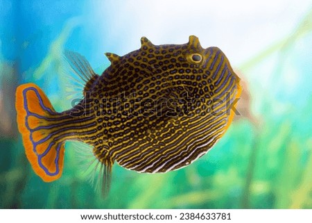 Aracana ornata marine fish, the ornate cowfish in an aquarium
